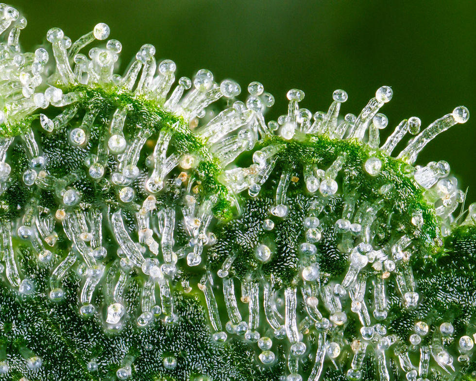 Macro plant photograph used as the I2A Ken Burns animation demo